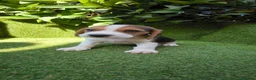 Beagle perros en venta: beagles tricolor 2 machos  - Anuncio 7