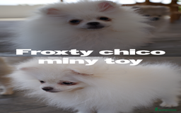 Pomerania perros en venta: 🐾 Froxty – Pomerania macho blanco 🐾 - Imagen 2
