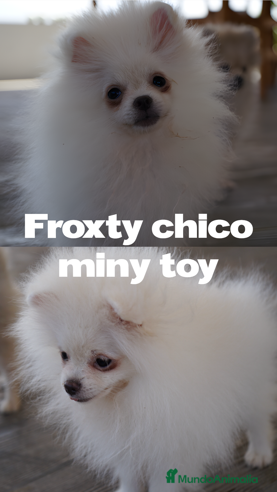 Pomerania perros en venta: 🐾 Froxty – Pomerania macho blanco 🐾 - Imagen 2