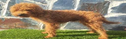 Caniche Enano perros en venta: CANICHE MACHO ADULTO - Anuncio 3