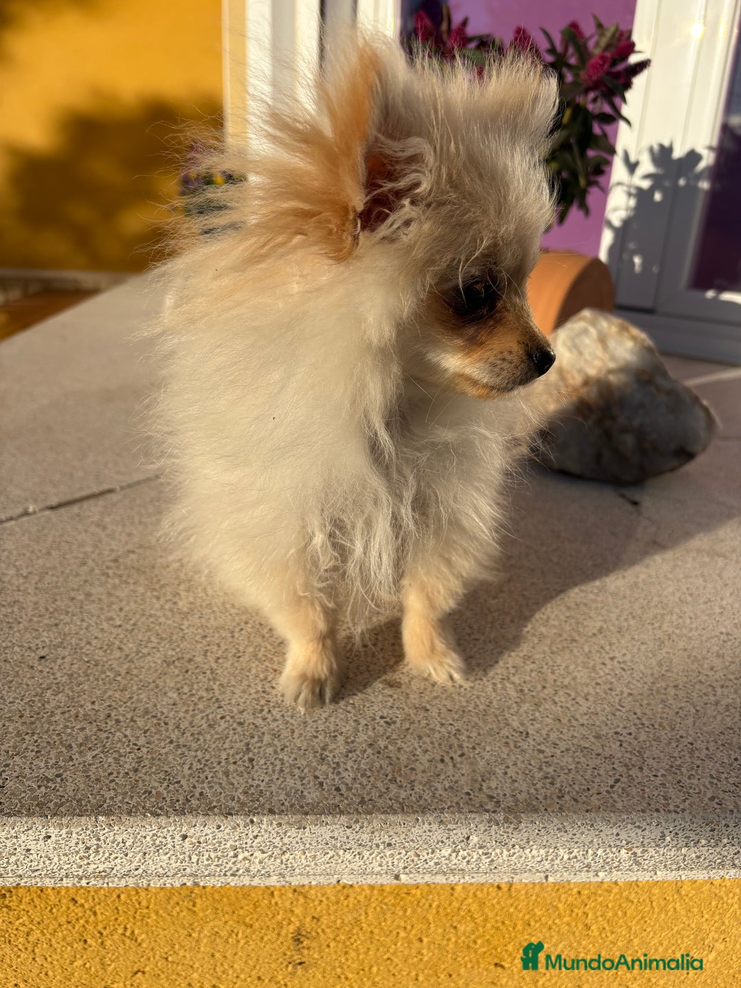Pomerania perros en venta: Lulu Pomerania Micro Toy  - Anuncio 14