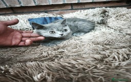 Scottish Straight gatos en venta: Disponibles gatitos scottish - Imagen 3
