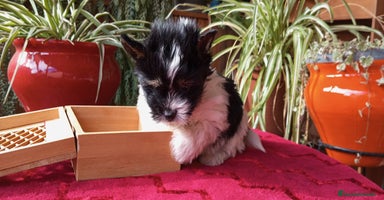 Biewer Yorkshire Terrier a la Pom Pon perros Cachorros Yorkshire y Biewer  - Anuncio 5