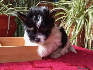 Biewer Yorkshire Terrier a la Pom Pon perros Cachorros Yorkshire y Biewer - Anuncio 17