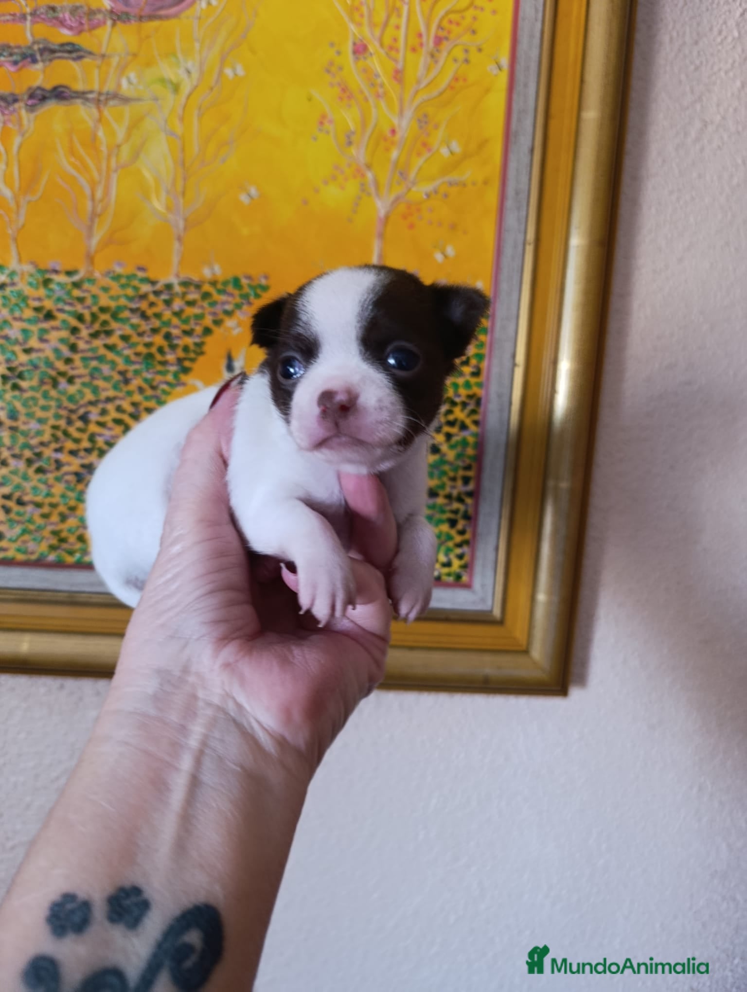 Chihuahua perros CHIHUAHUA MACHO EXCLUSIVO  - Anuncio 6
