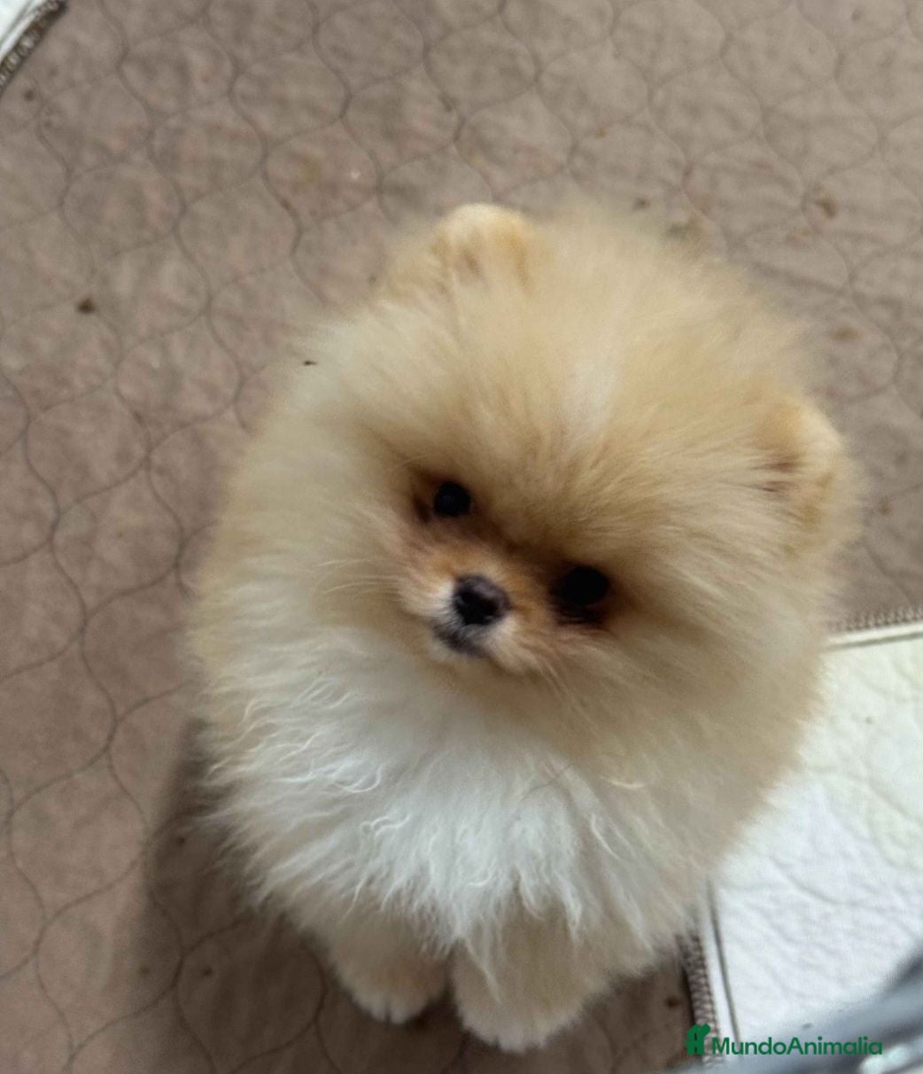 Pomerania perros Disponible pomeranias ositos  - Anuncio 1