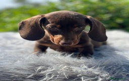 Teckel Miniatura perros en venta: Teckel chocolate - Imagen 4