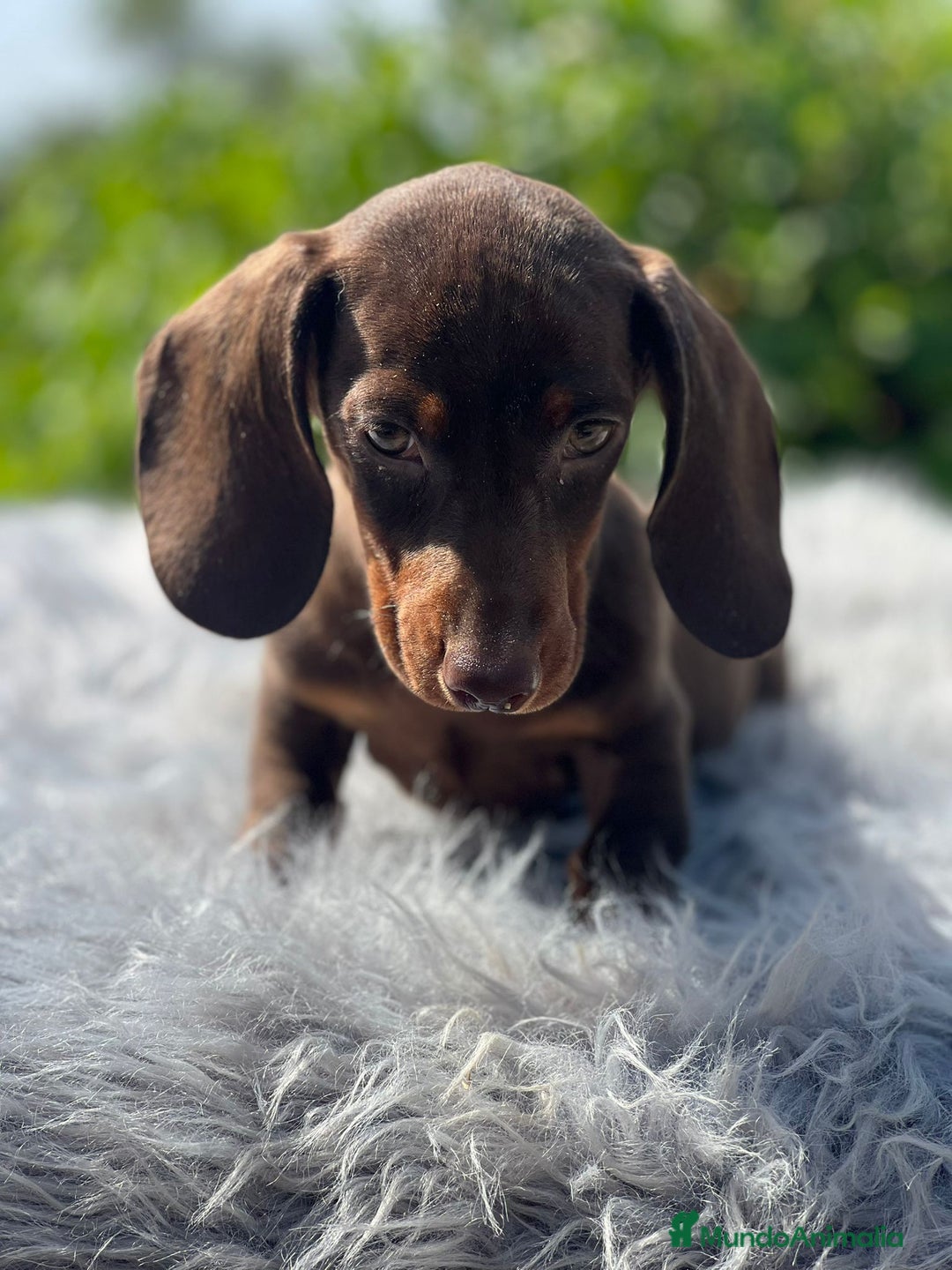 Teckel Miniatura perros en venta: Teckel chocolate - Imagen 4