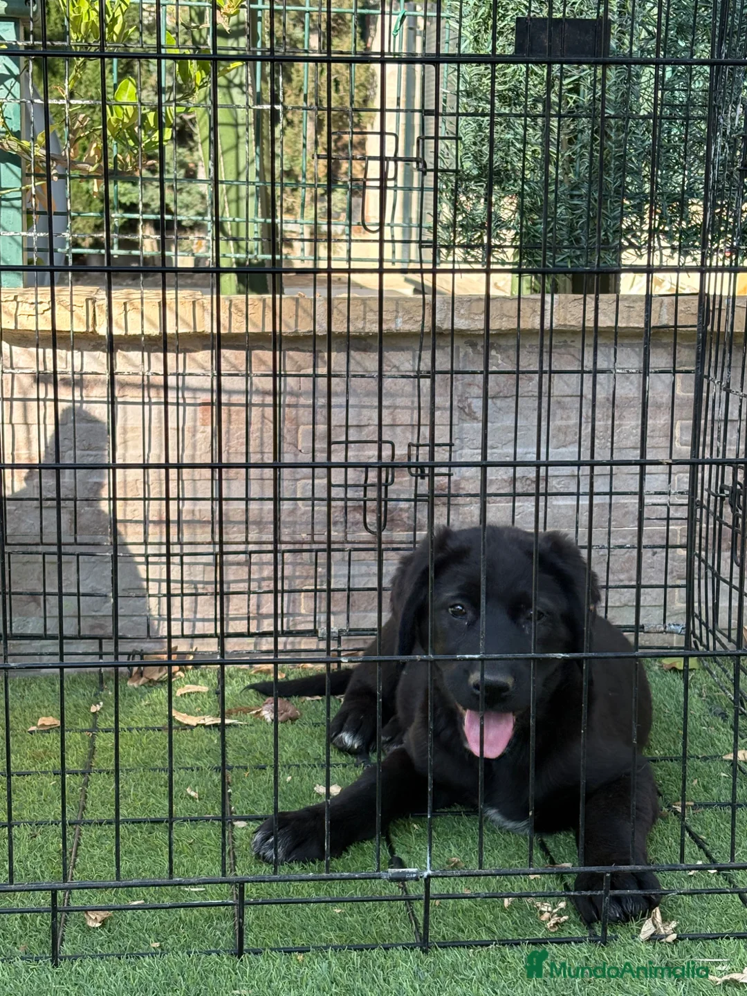 Pastor de Asia Central perros en venta: Hembras de Alabai negras  - Anuncio 2
