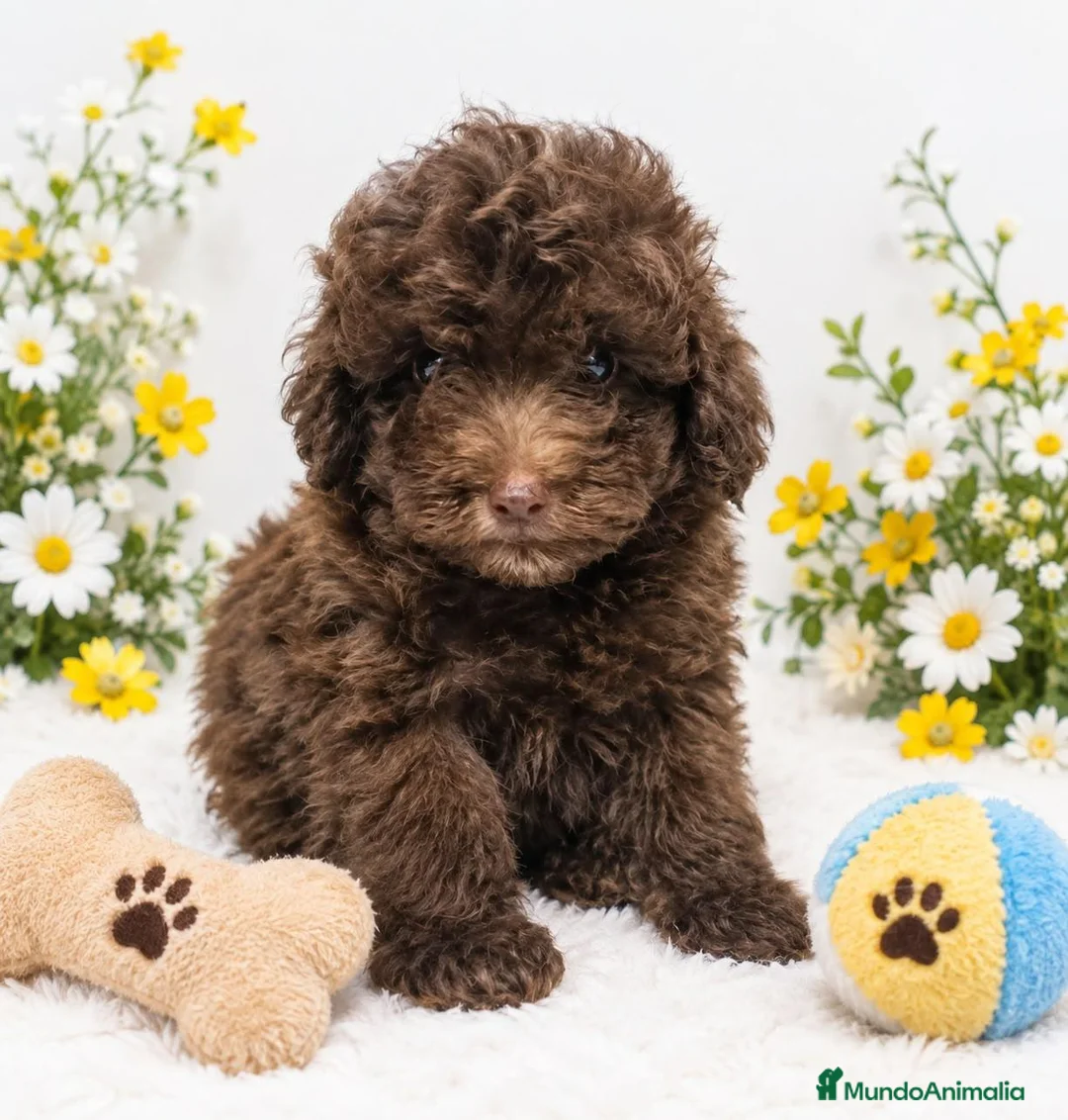 Caniche Toy perros en venta: EJEMPLAR DE CANICHE TOY  - Anuncio 1