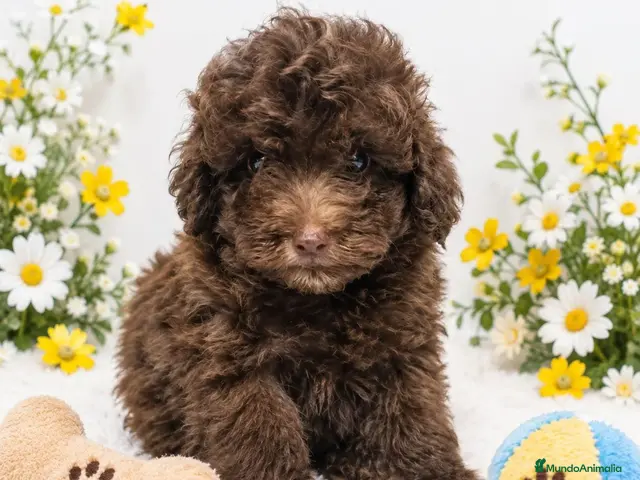 Caniche Toy perros en venta: EJEMPLAR DE CANICHE TOY - Anuncio 1