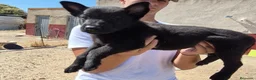 Pastor Belga Malinois perros en venta: Pastor belga melinoa NEGROS XL  maxima calidad - Anuncio 6
