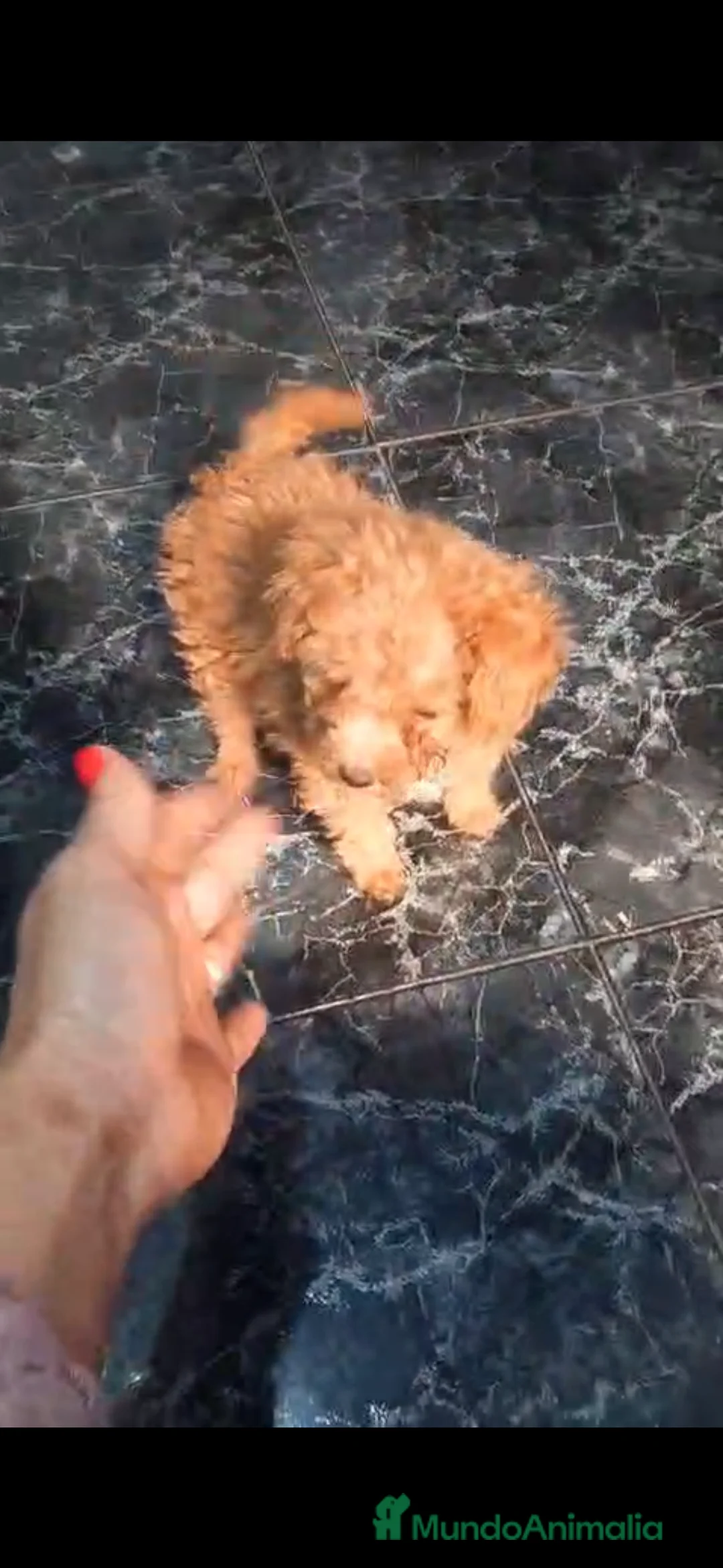 Caniche Toy perros en venta: Preciosa hembra caniche roja disponible!! en Málaga - Anuncio 1