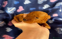 Caniche Toy perros en venta: Caniches mini toy tacita de té  - Imagen 8