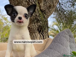 Chihuahua perros - Anuncio 27
