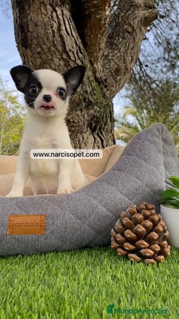 Chihuahua perros - Anuncio 20