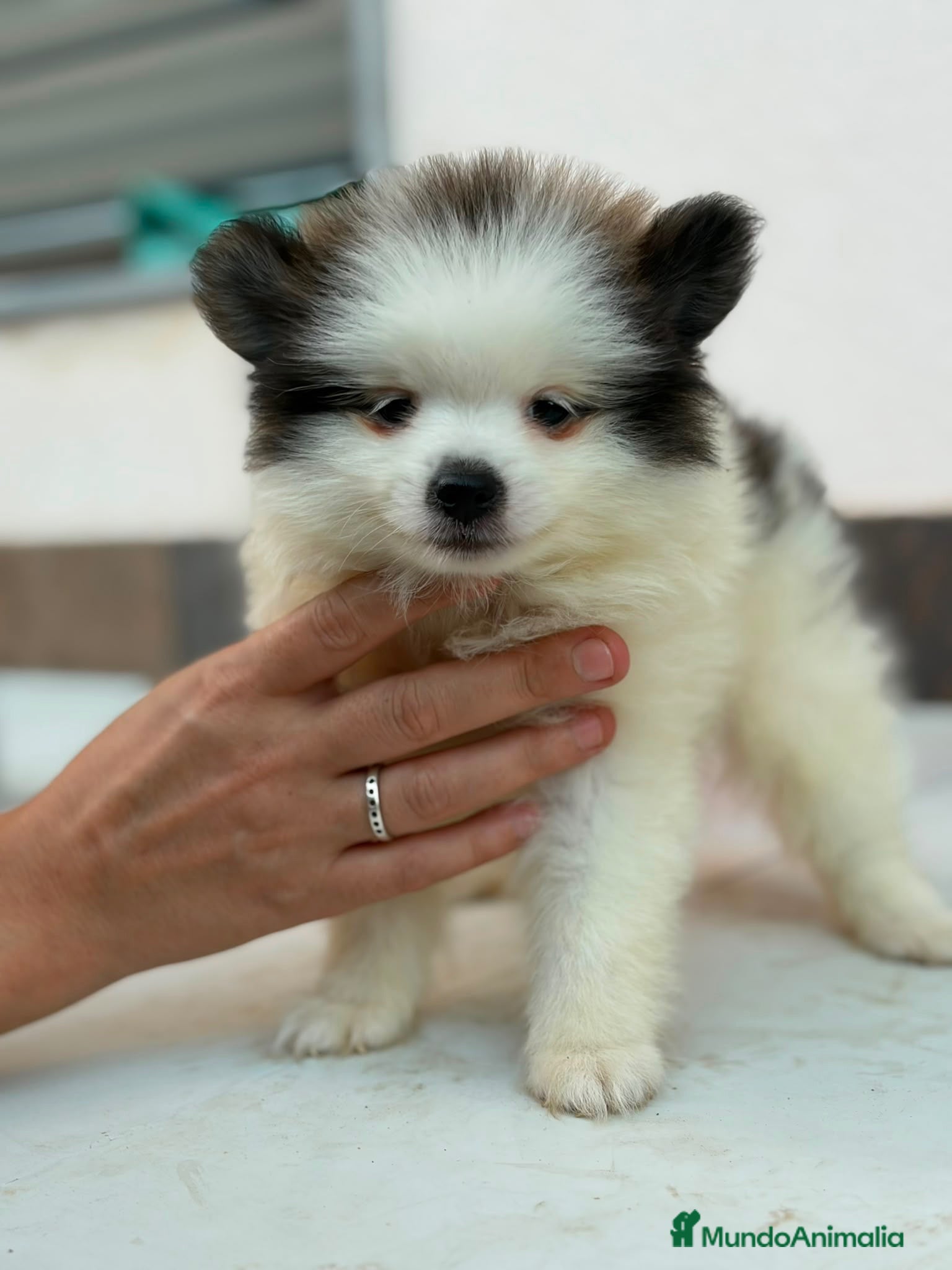 Pomerania perros Pomeranias disponibles🐶 - Anuncio 1