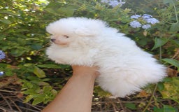 Pomerania perros en venta: Pomerania de Lulú - Imagen 2