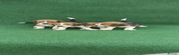 Beagle perros en venta: Cachorros de beagle tricolor  - Anuncio 9