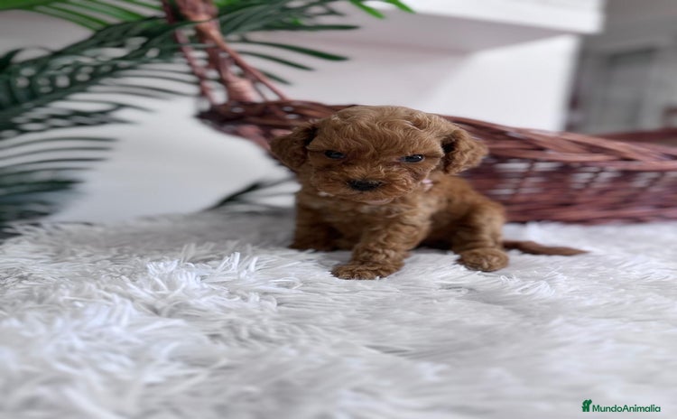 Caniche Toy perros - Propaganda 6