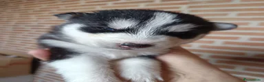 Husky Siberiano Cachorro 4