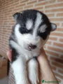 Husky Siberiano Cachorro 4