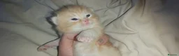 Británico de Pelo Corto gatos en venta: British shorthair gran calidad - Anuncio 3