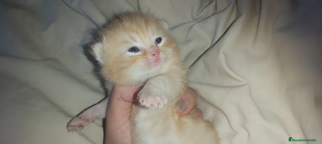 Británico de Pelo Corto gatos en venta: British shorthair gran calidad - Anuncio 3