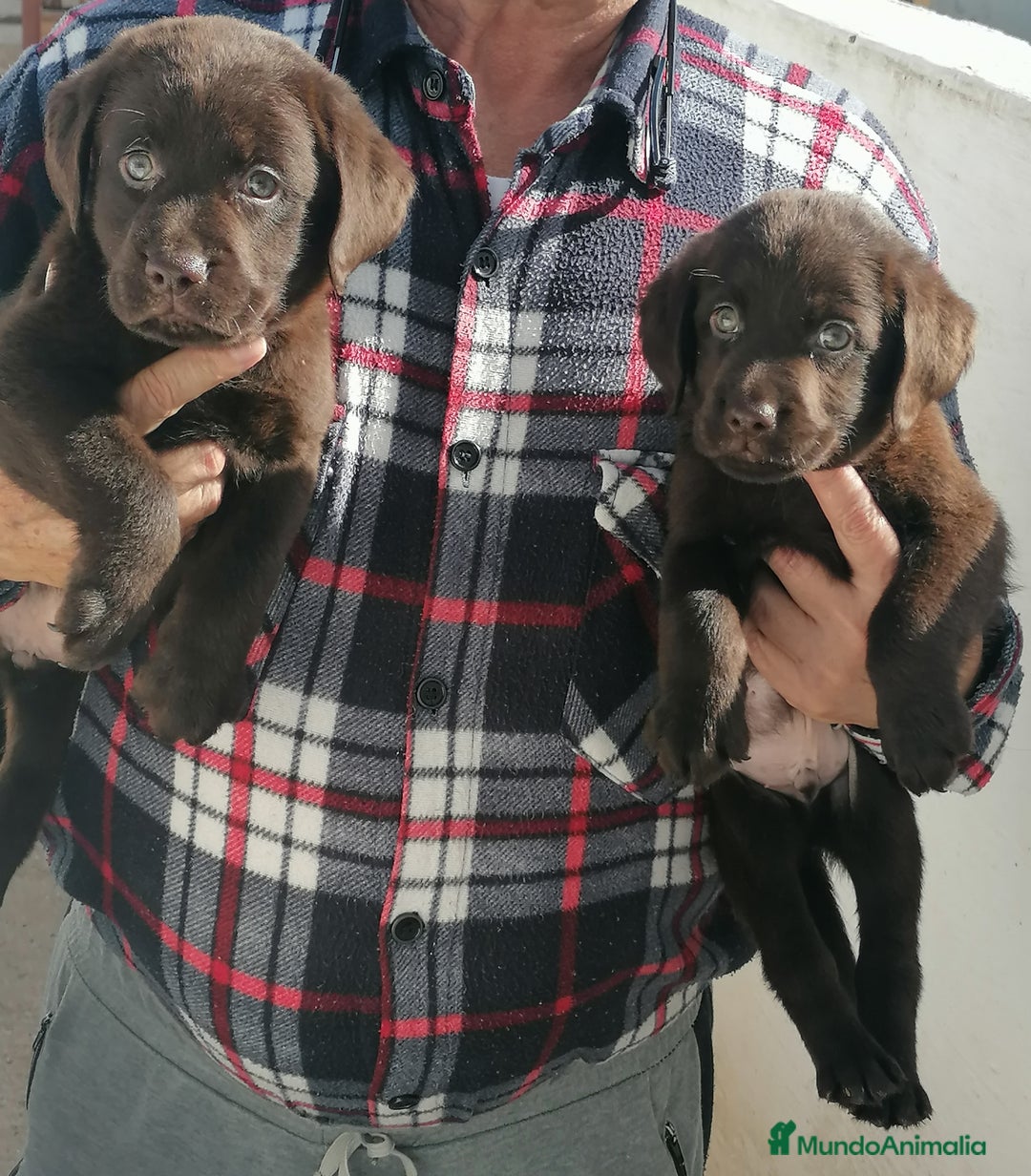 Labrador Retriever perros en venta: Cachorros labrador chocolate  - Anuncio 2