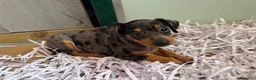 Pinscher Miniatura perros en venta: Caraby Harlequin Pinscher Benidorm  - Anuncio 5