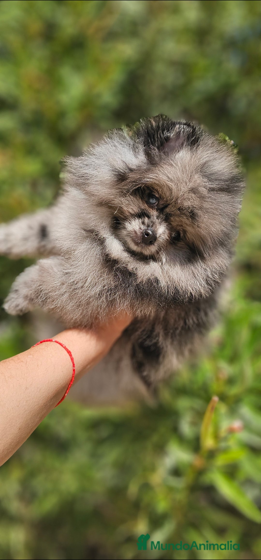 Pomerania perros en venta: Pomerania merle  - Imagen 3