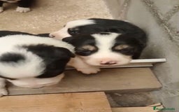 Border Collie perros en venta: Border collie nueva camada - Imagen 8