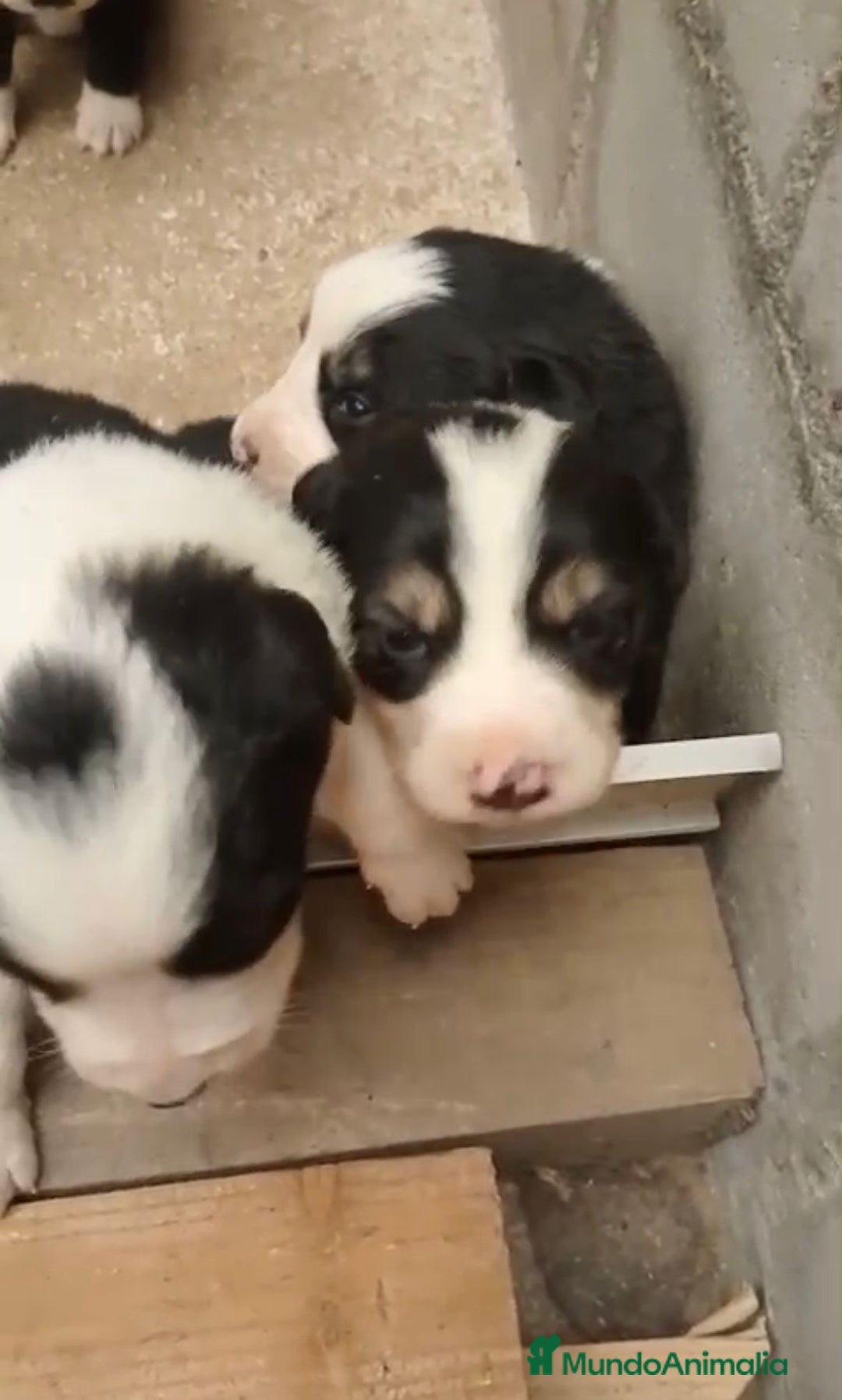 Border Collie perros en venta: Border collie nueva camada - Imagen 8