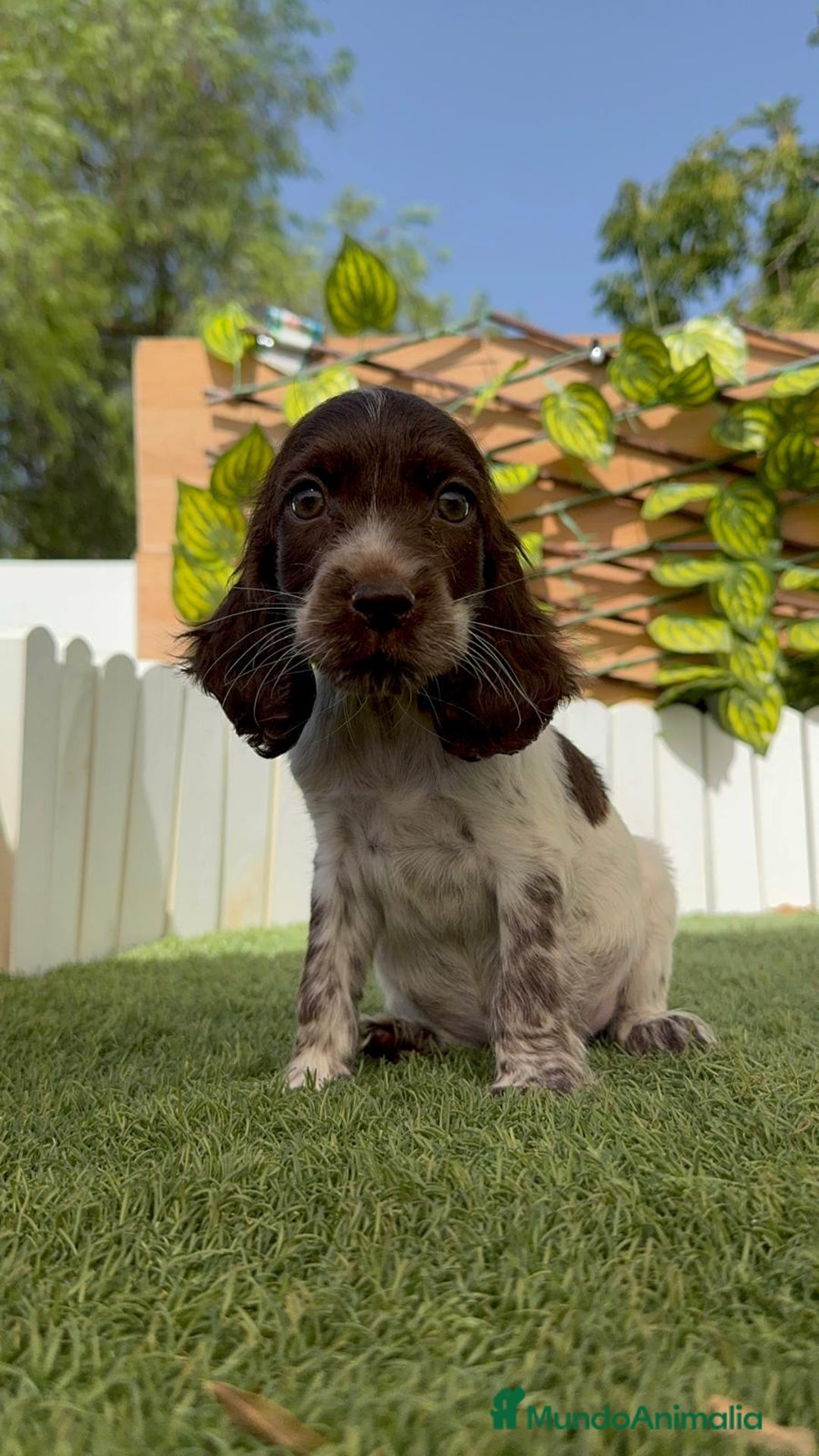 Cocker Spaniel Inglés perros en venta: COCKER SPANIEL RUANO - Imagen 9