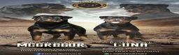 Rottweiler perros en venta: Cachorros de Rottweiler cria y selección en Valencia - Anuncio 8