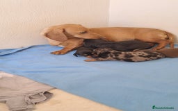 Teckel Miniatura perros en venta: Bebes Teckel mini ( perro salchicha) - Imagen 3