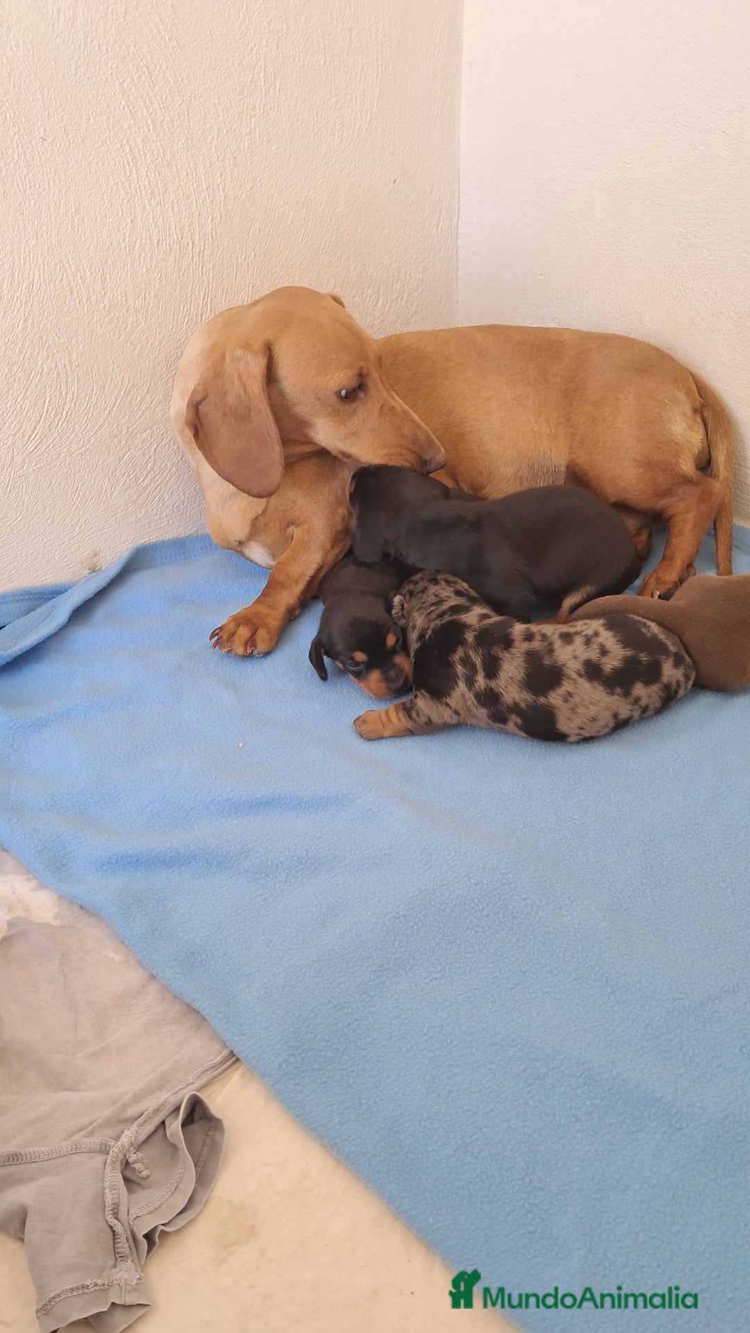 Teckel Miniatura perros en venta: Bebes Teckel mini ( perro salchicha) - Imagen 3