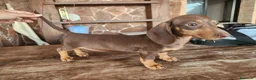 Teckel perros en venta: Teckel kanichen precio real. - Anuncio 19