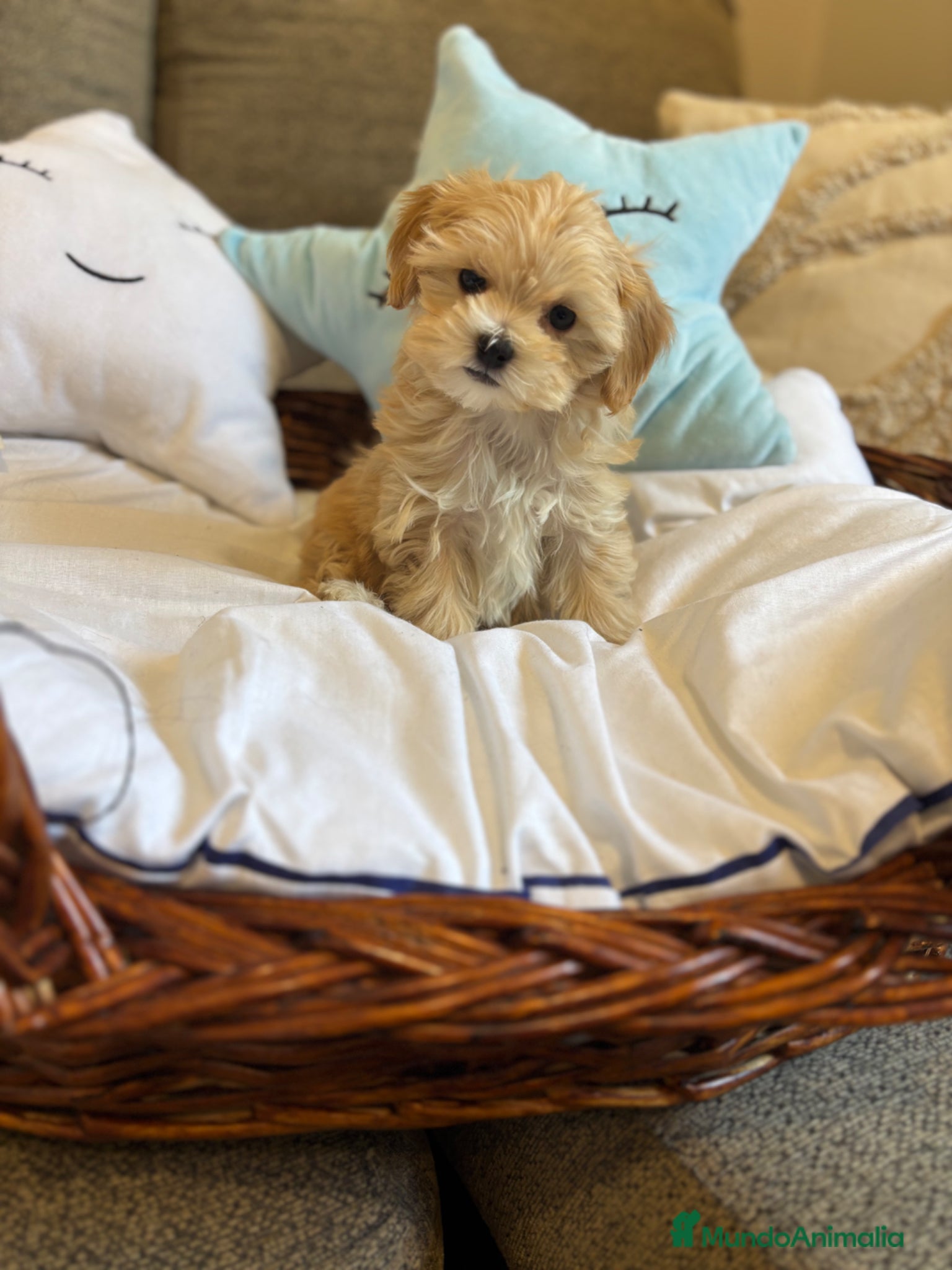 Maltipoo perros Maltipoo muy bonitos !!! - Anuncio 1