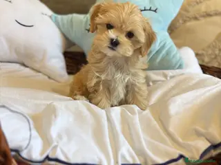 Maltipoo perros Maltipoo muy bonitos !!! - Anuncio 1