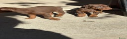 Dobermann perros en venta: Doberman chocolate  - Anuncio 1