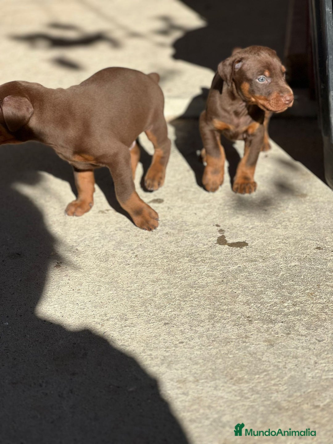Dobermann perros en venta: Doberman chocolate  - Imagen 1