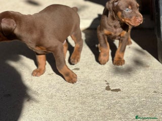 Dobermann perros - Anuncio 5