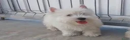 West Highland White Terrier perros en venta: West highland terrier Caraby Benidorm  - Anuncio 5
