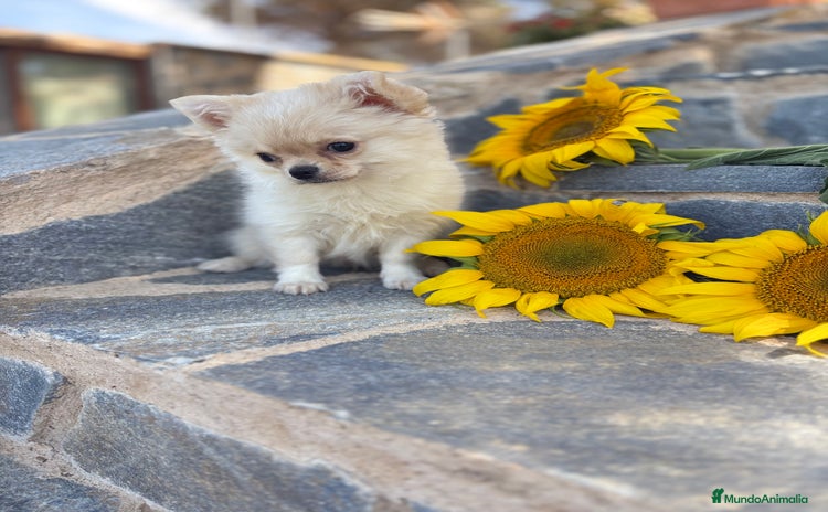 Chihuahua perros - Anuncio 4
