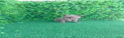 Chihuahua perros en venta: PRECIOSOS CHIHUAHUA RUSO Y ASIÁTICO  - Anuncio 5