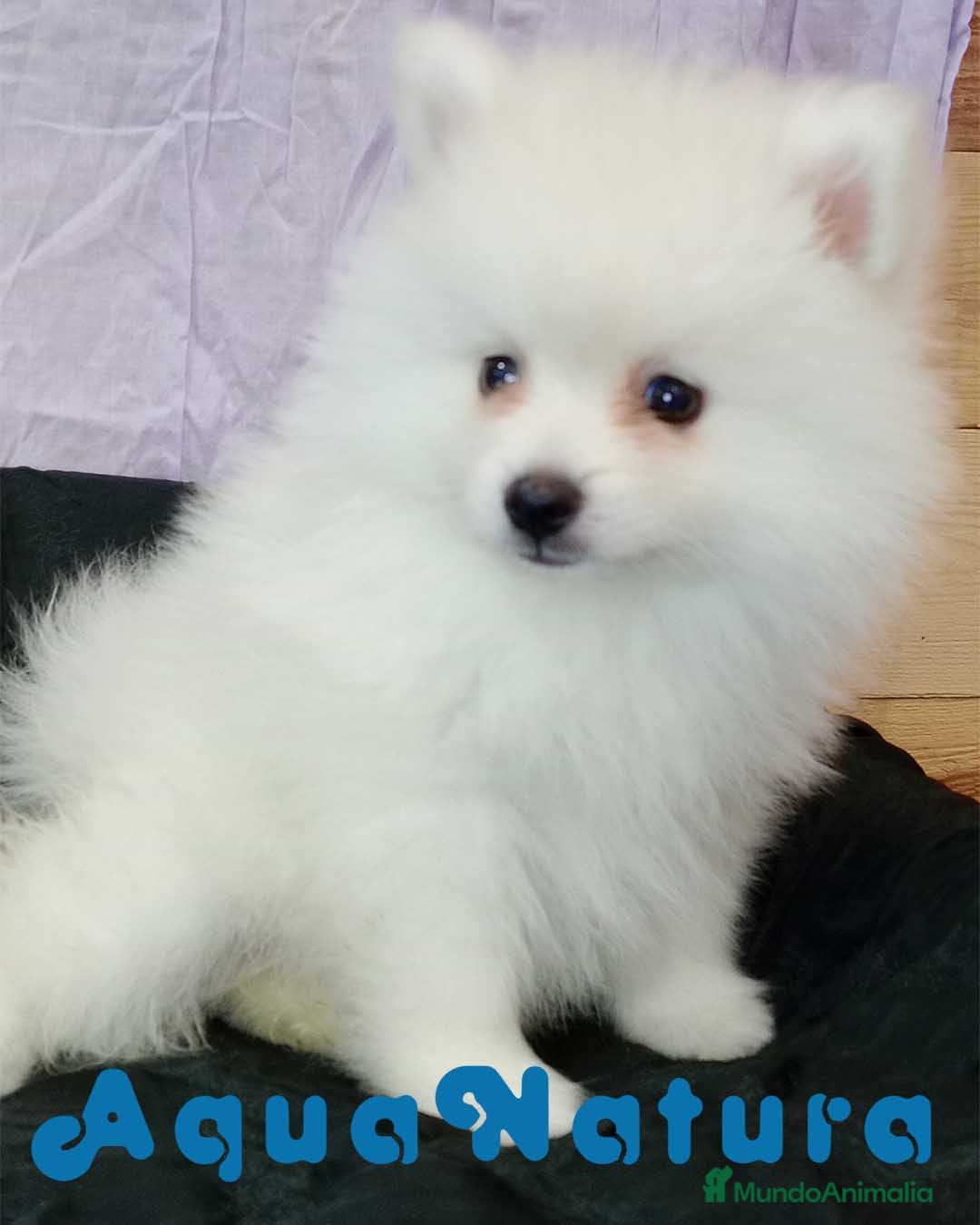 Pomerania perros Pomerania Macho 8775 - AQUANATURA en Barcelona - Anuncio 2