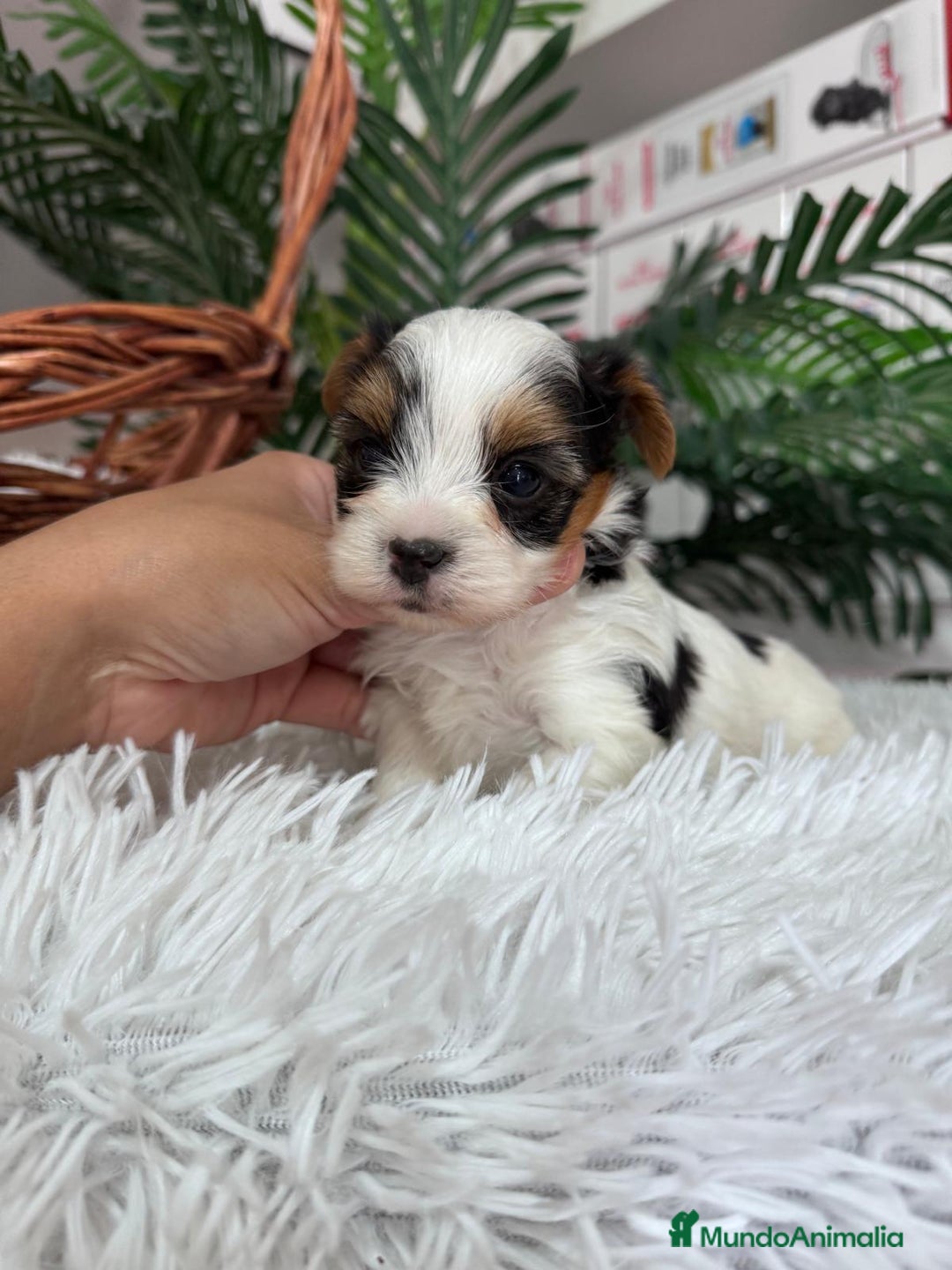 Yorkshire Terrier perros en venta: YORKSHIRE BIEWER - Anuncio 22