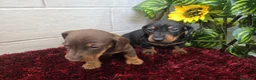Teckel Miniatura perros en venta: Teckel Miniatura - Anuncio 9