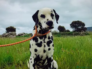 Dálmata perros Dálmata montas - Anuncio 5